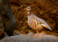 Orebice poustni - Alectoris barbara - Barbary Partridge 1686